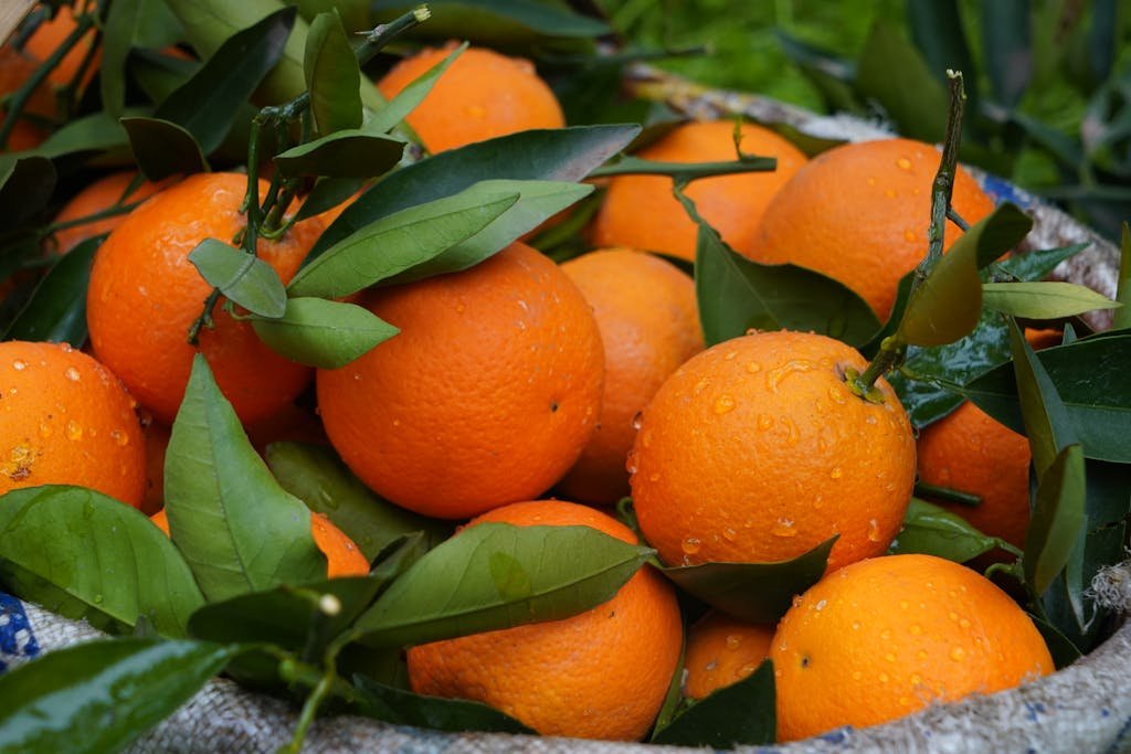 Close-up of fresh, dewy oranges with green leaves in a harvest basket.
