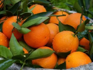 Close-up of fresh, dewy oranges with green leaves in a harvest basket.